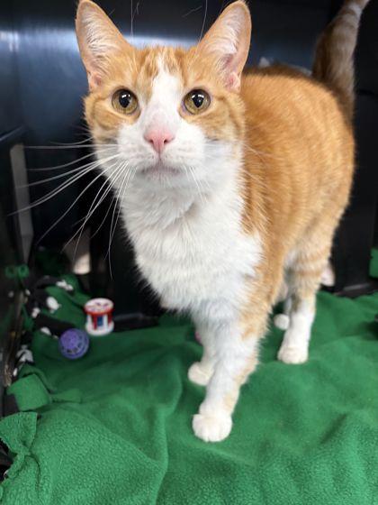 Enlarge Oliver, a Adoptable mixed breed in Shawano, WI image 2/2