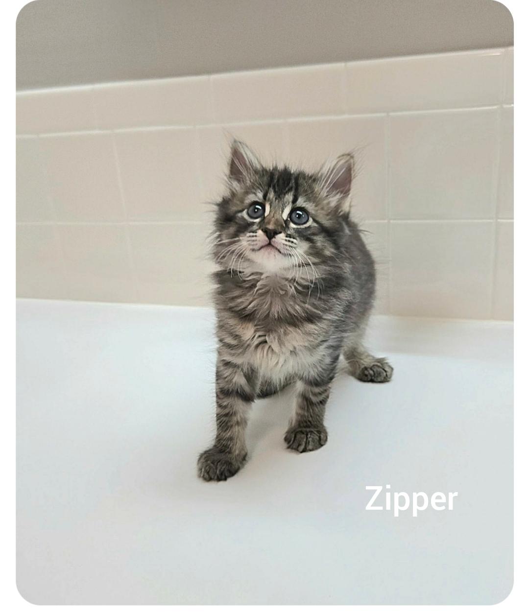 Zipper ( Orlando Fl), an adopted American Shorthair in Orlando, FL image 4/5