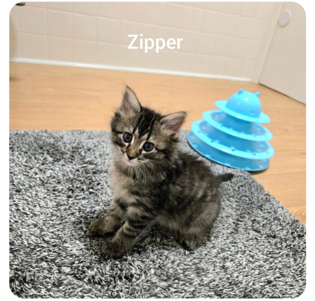 Zipper ( Orlando Fl), an adopted American Shorthair in Orlando, FL image 3/5