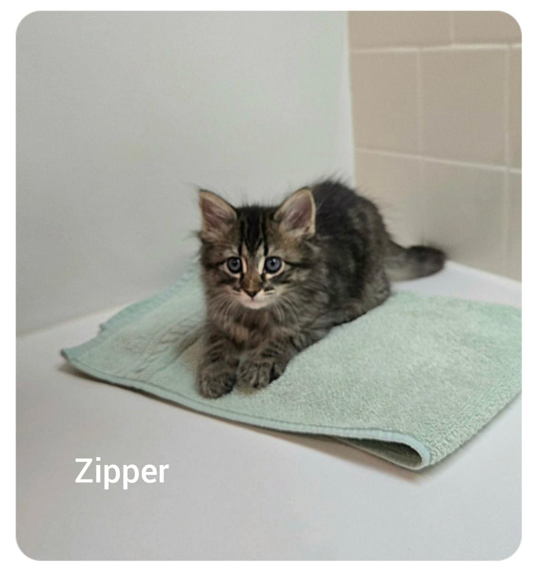 Zipper ( Orlando Fl), an adopted American Shorthair in Orlando, FL image 5/5