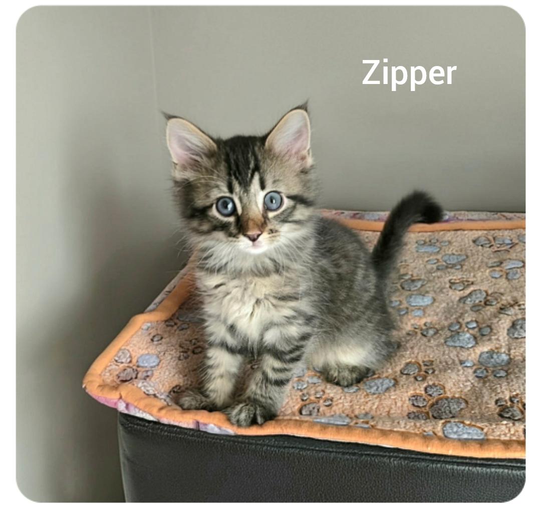 Zipper ( Orlando Fl), an adopted American Shorthair in Orlando, FL image 2/5