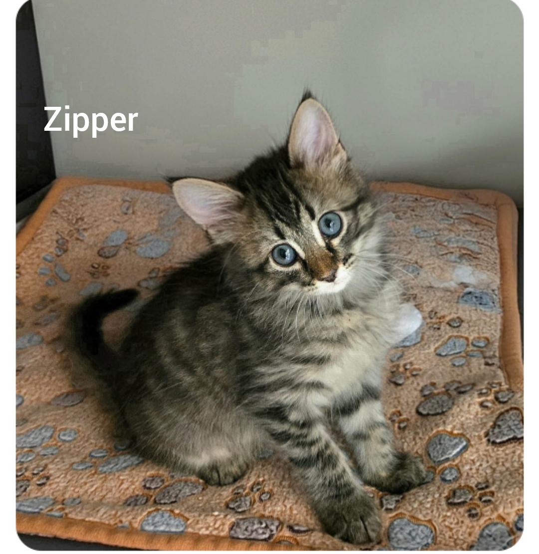 Zipper ( Orlando Fl), adopted, Kitten Female American Shorthair.
