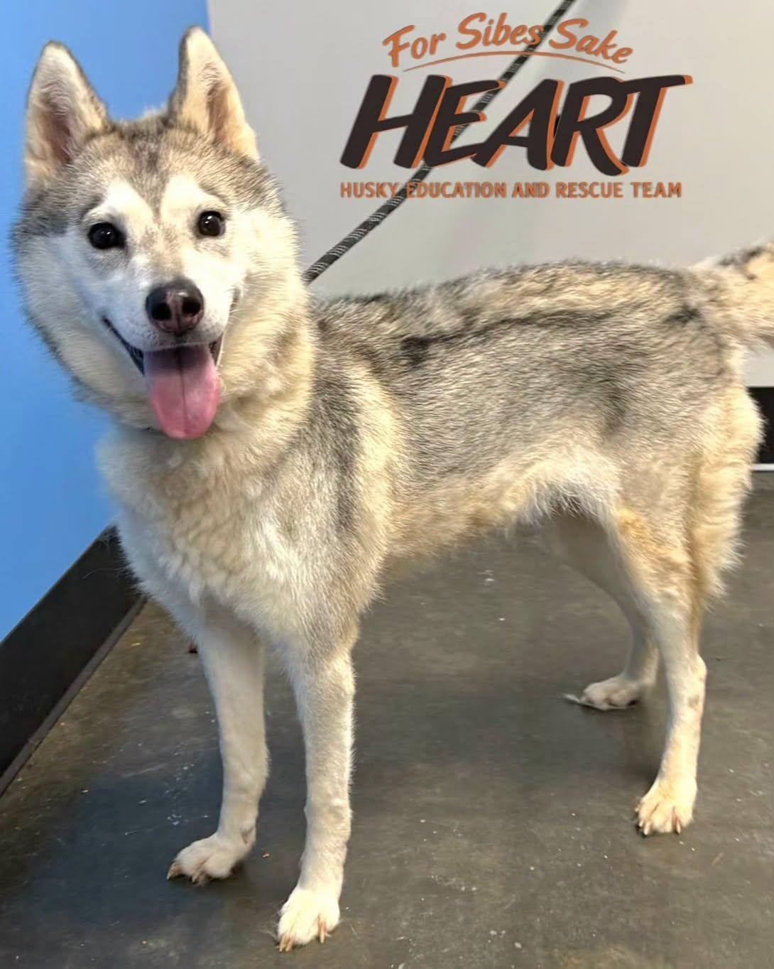 Juno, Adoptable, Adult Female Siberian Husky.