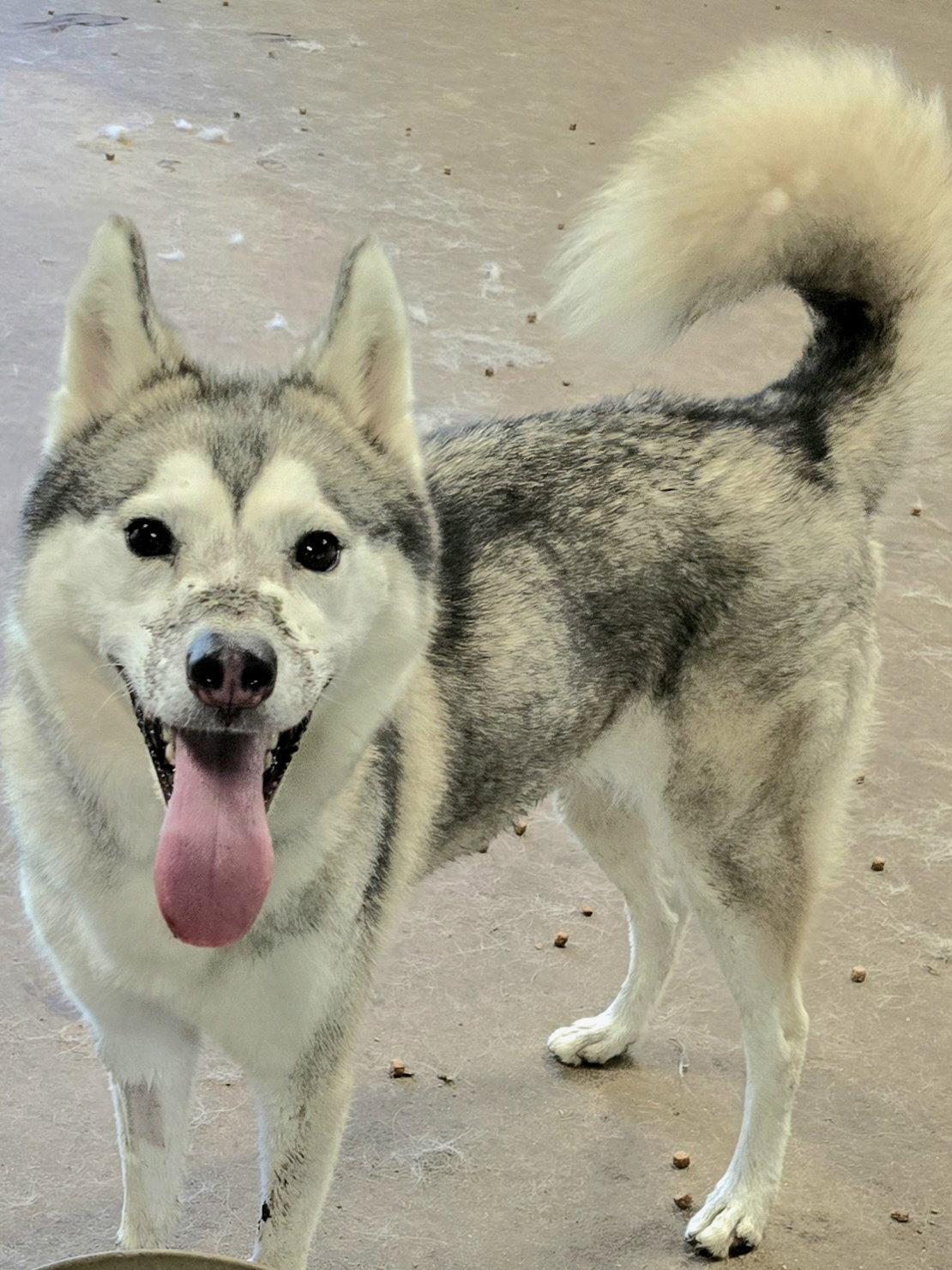 Enlarge Juno, a Adoptable Siberian Husky in Millersville, MD image 2/3