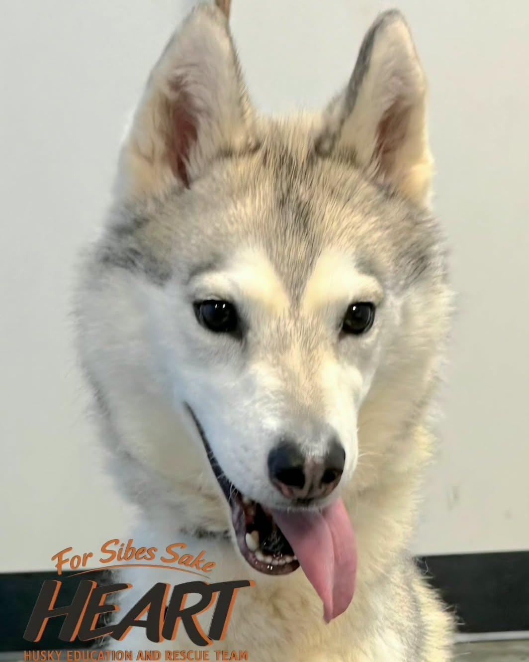 Enlarge Juno, a Adoptable Siberian Husky in Millersville, MD image 3/3