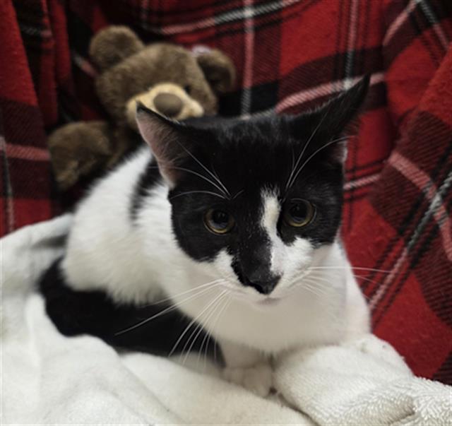 CIEL, Adoptable, Young Male Domestic Short Hair.