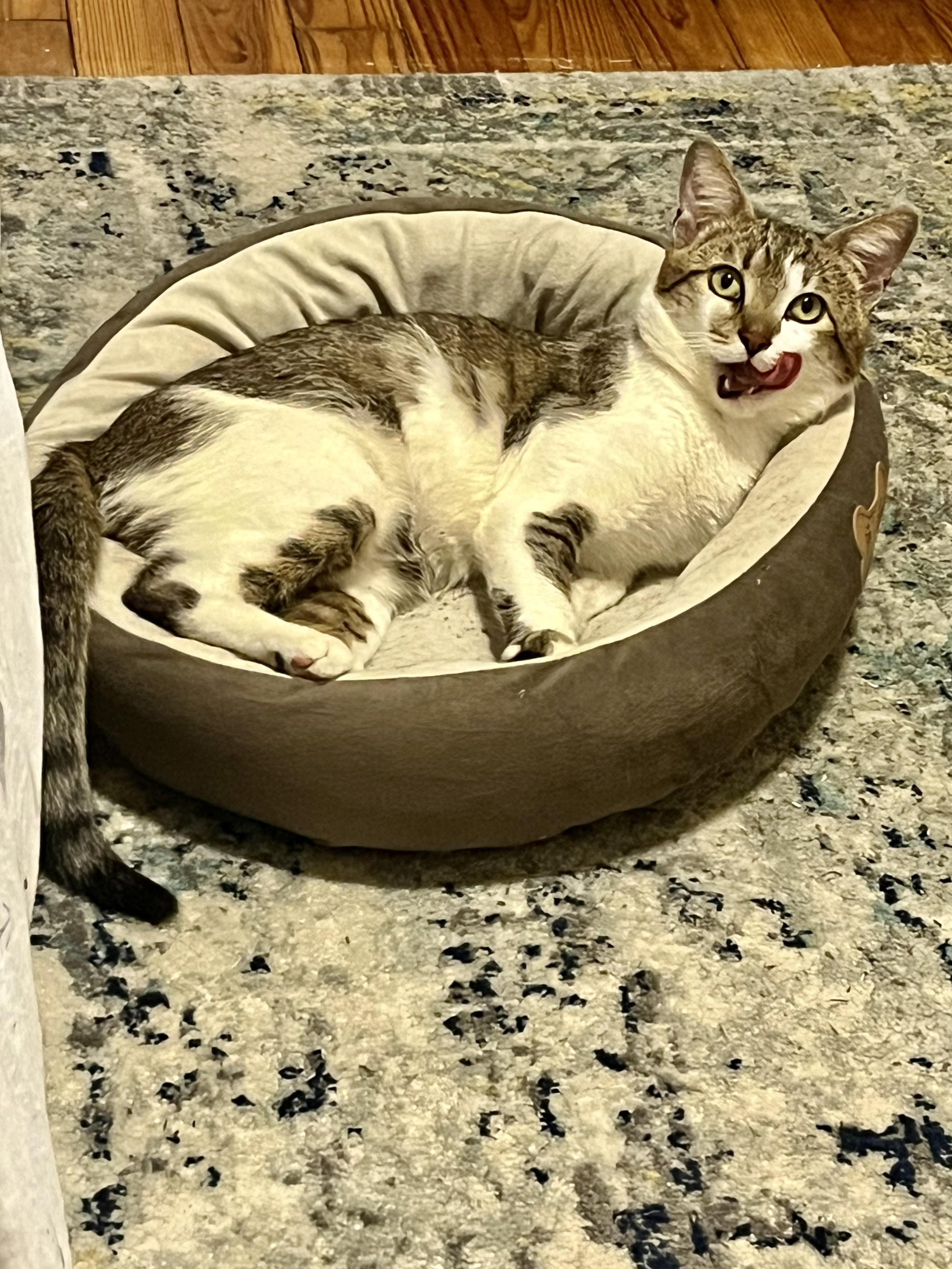 Enlarge Neville - Hi, I'm Local!, a Adopted Domestic Short Hair in West Warwick, RI image 2/4