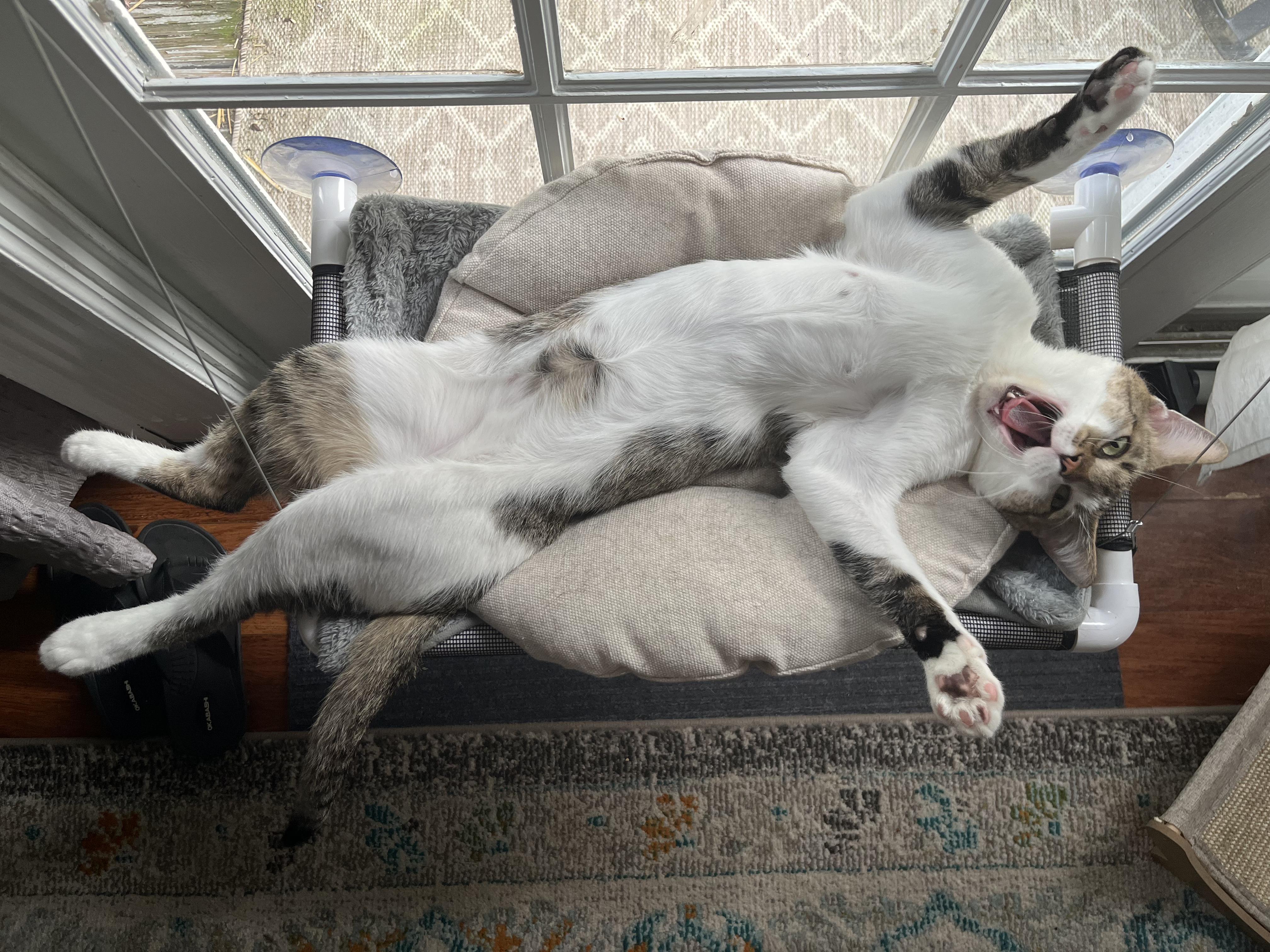 Neville - Hi, I'm Local!, Adopted, Young Male Domestic Short Hair.