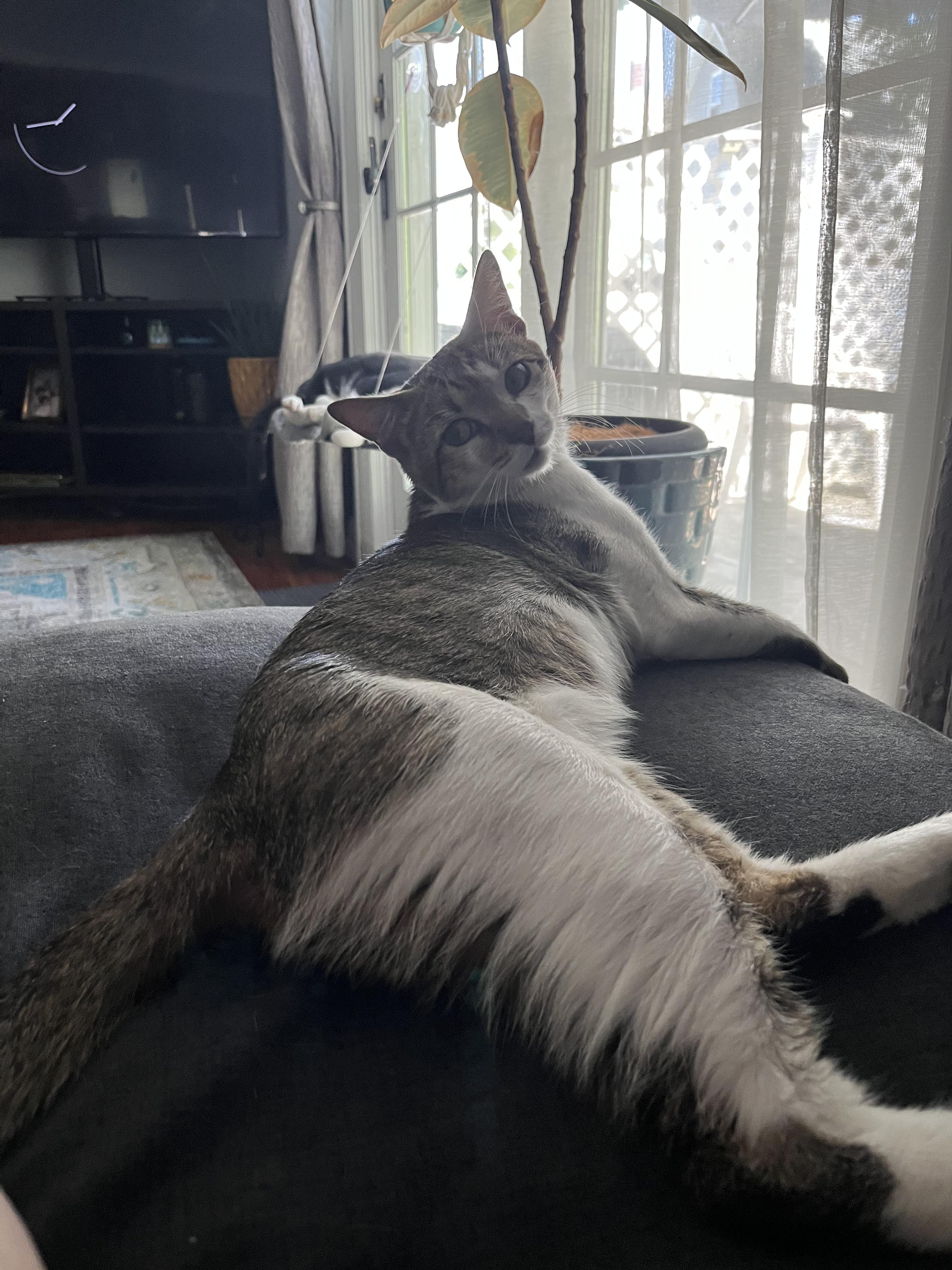 Enlarge Neville - Hi, I'm Local!, a Adopted Domestic Short Hair in West Warwick, RI image 3/4