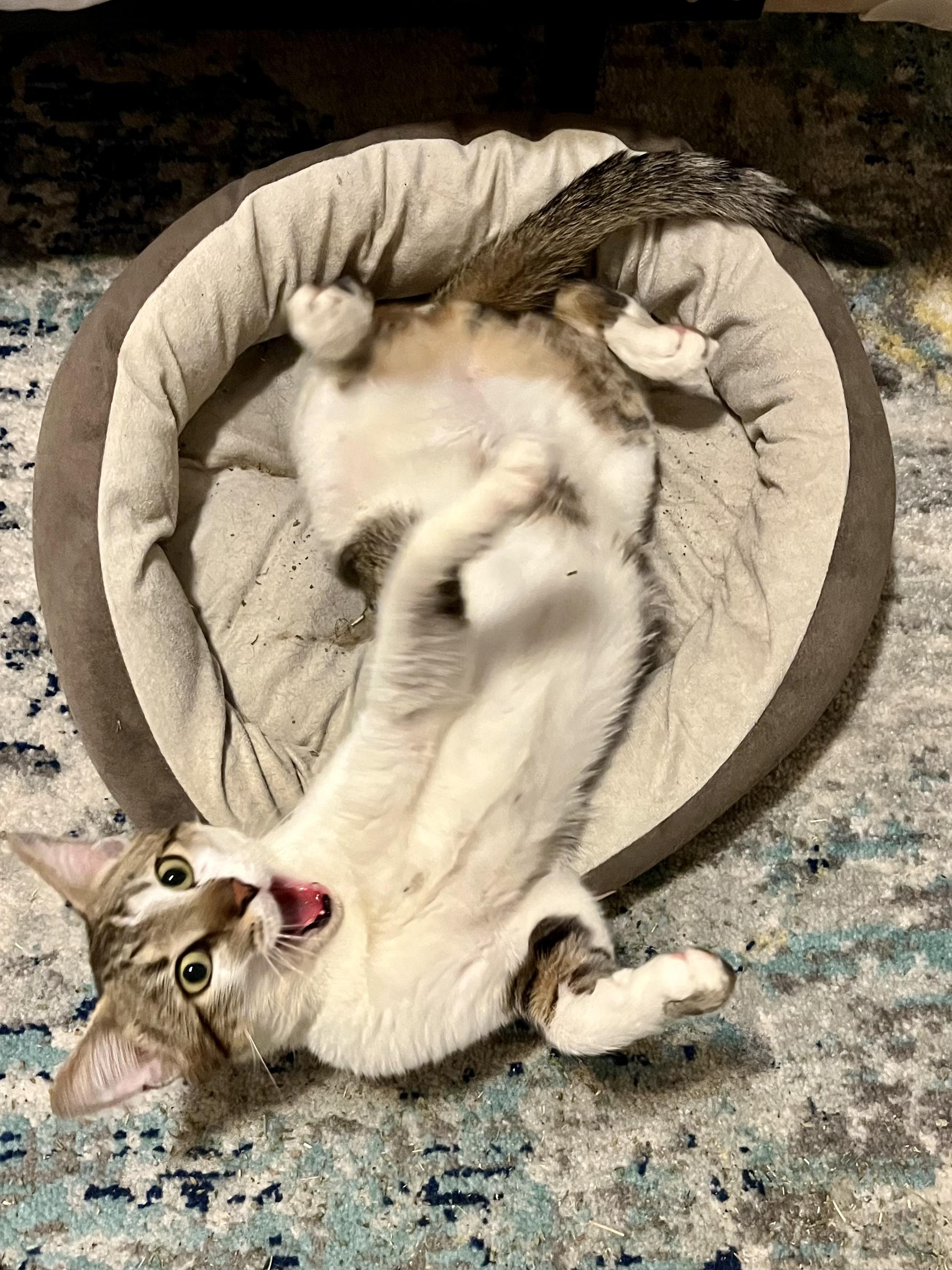 Enlarge Neville - Hi, I'm Local!, a Adopted Domestic Short Hair in West Warwick, RI image 4/4