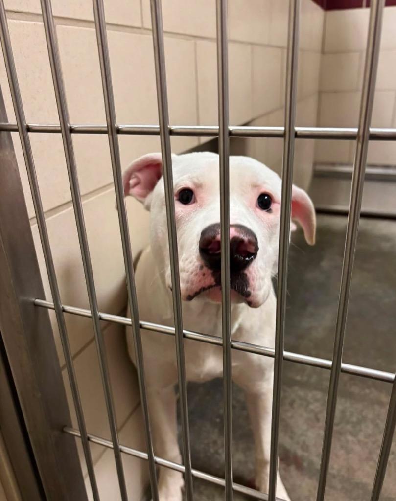 TITO, Adoptable, Young Male Terrier.