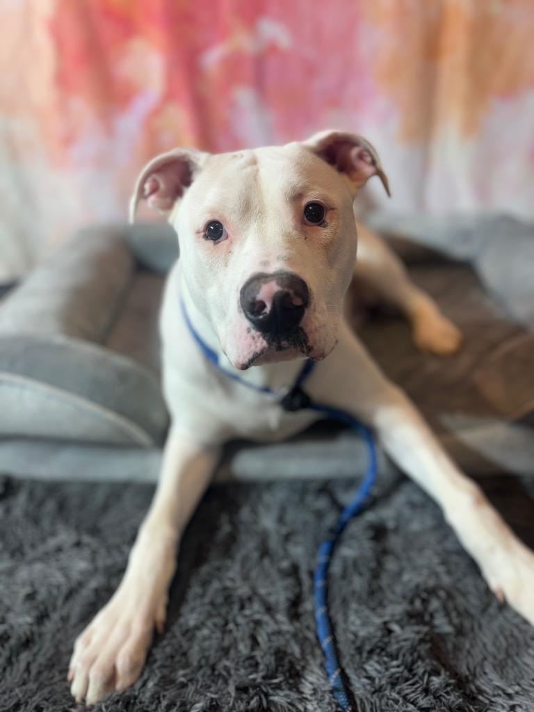 Enlarge TITO, a Adoptable Terrier in Wintersville, OH image 2/6