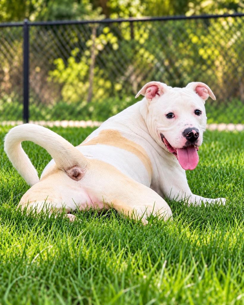 Enlarge TITO, a Adoptable Terrier in Wintersville, OH image 3/6