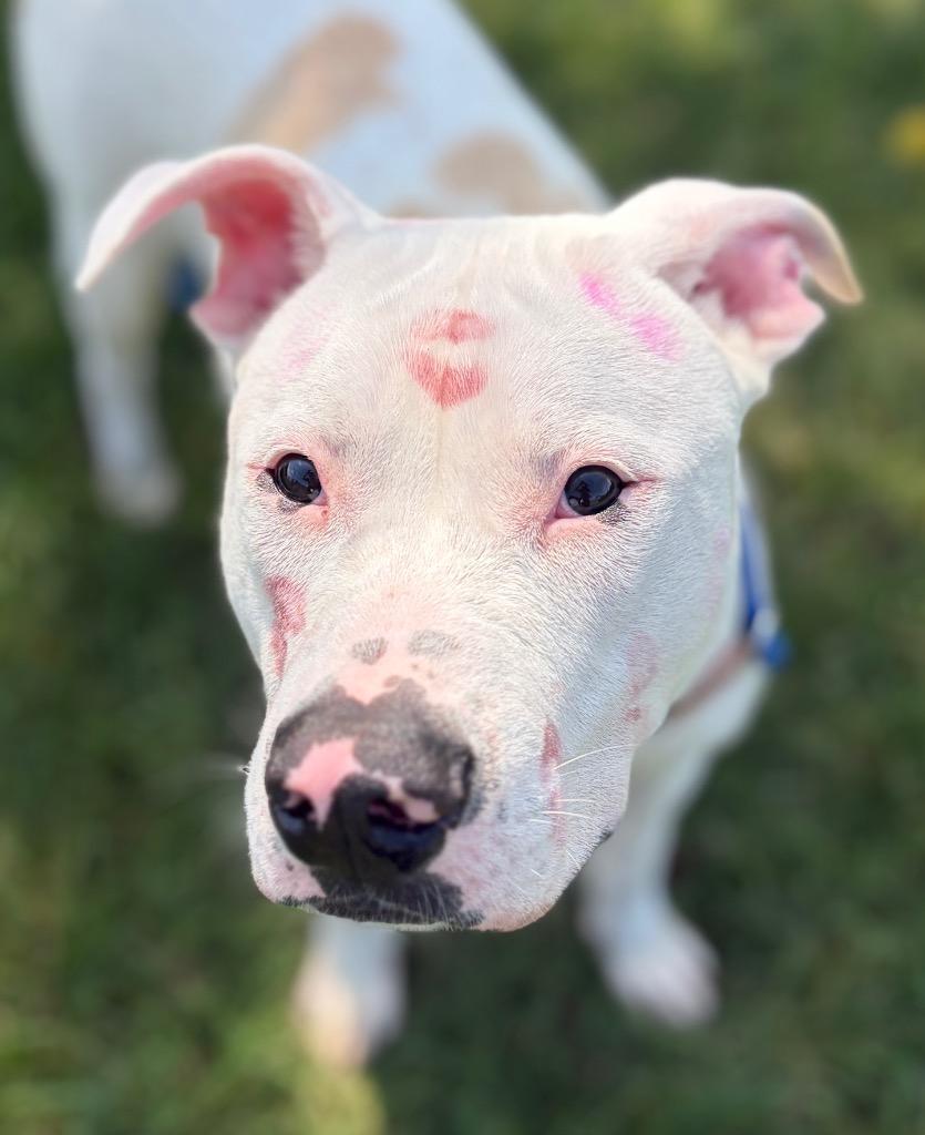 Enlarge TITO, a Adoptable Terrier in Wintersville, OH image 4/6