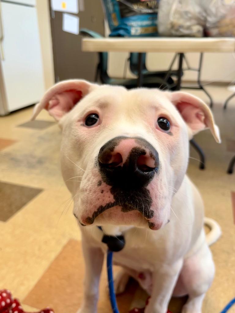Enlarge TITO, a Adoptable Terrier in Wintersville, OH image 5/6
