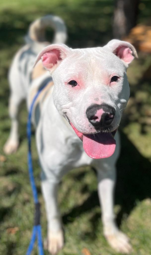 Enlarge TITO, a Adoptable Terrier in Wintersville, OH image 6/6