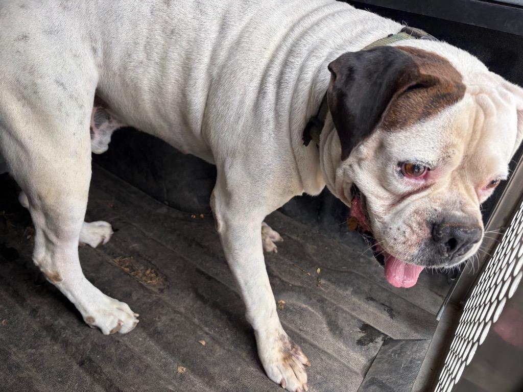 Enlarge Butch, a Adoptable American Bulldog in New Braunfels, TX image 1/2