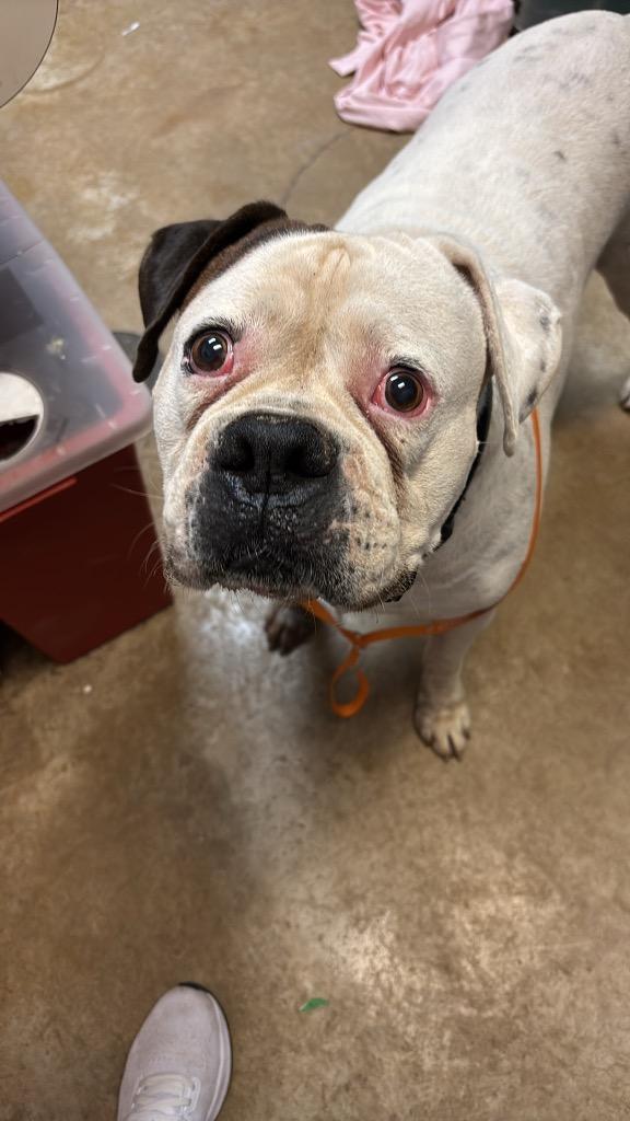 Enlarge Butch, a Adoptable American Bulldog in New Braunfels, TX image 2/2