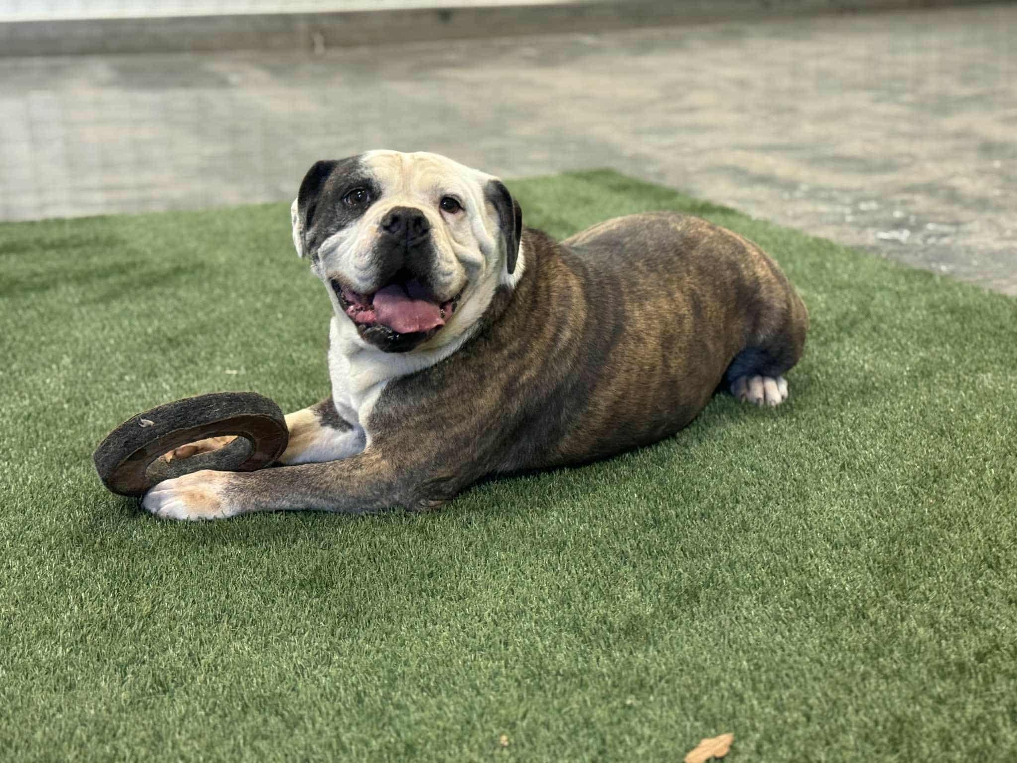 Mia, Adoptable, Senior Female English Bulldog.