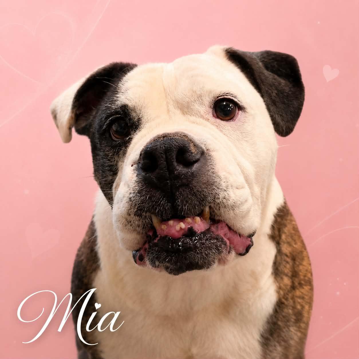 Enlarge Mia, a Adoptable mixed breed in San Angelo , TX image 3/6