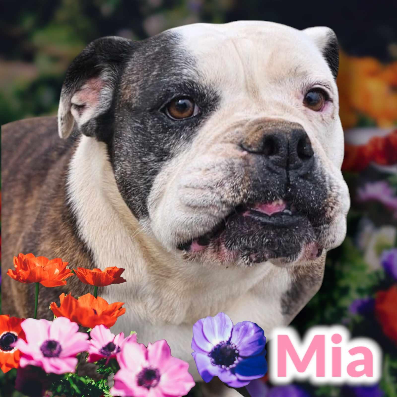 Enlarge Mia, a Adoptable mixed breed in San Angelo , TX image 4/6