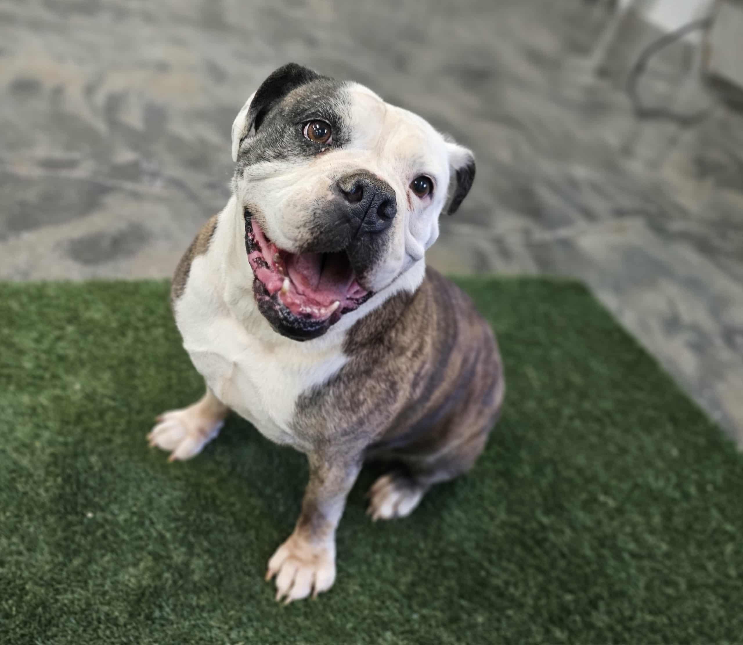 Enlarge Mia, a Adoptable mixed breed in San Angelo , TX image 5/6