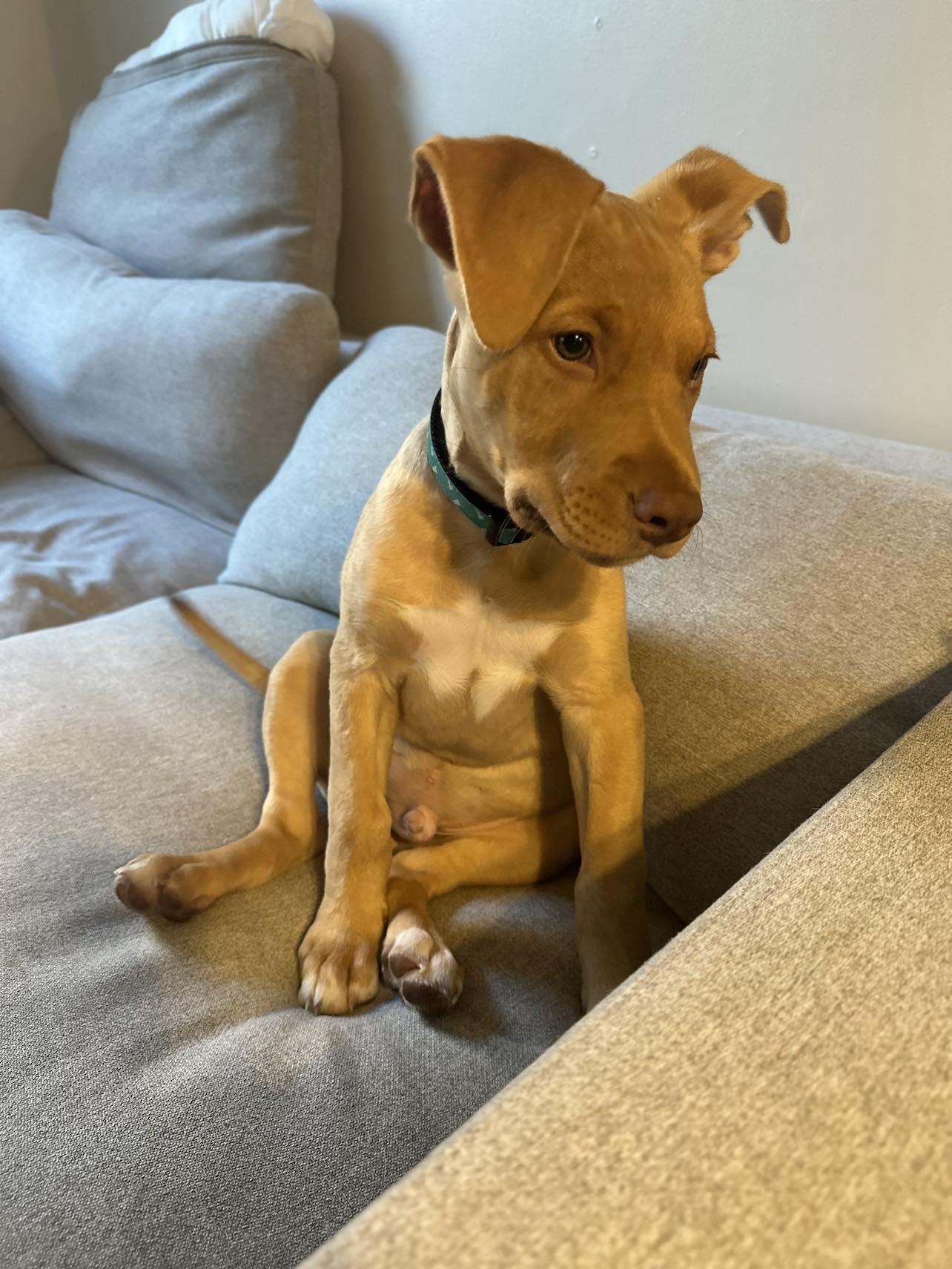 Breve (20250414-12), an adoptable Mixed Breed in Peterborough, ON, K9H 3R9 | Photo Image 2