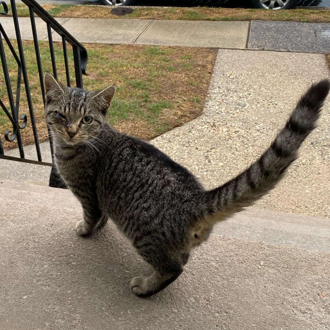 Tigs, Adopted, Kitten Female Domestic Short Hair.