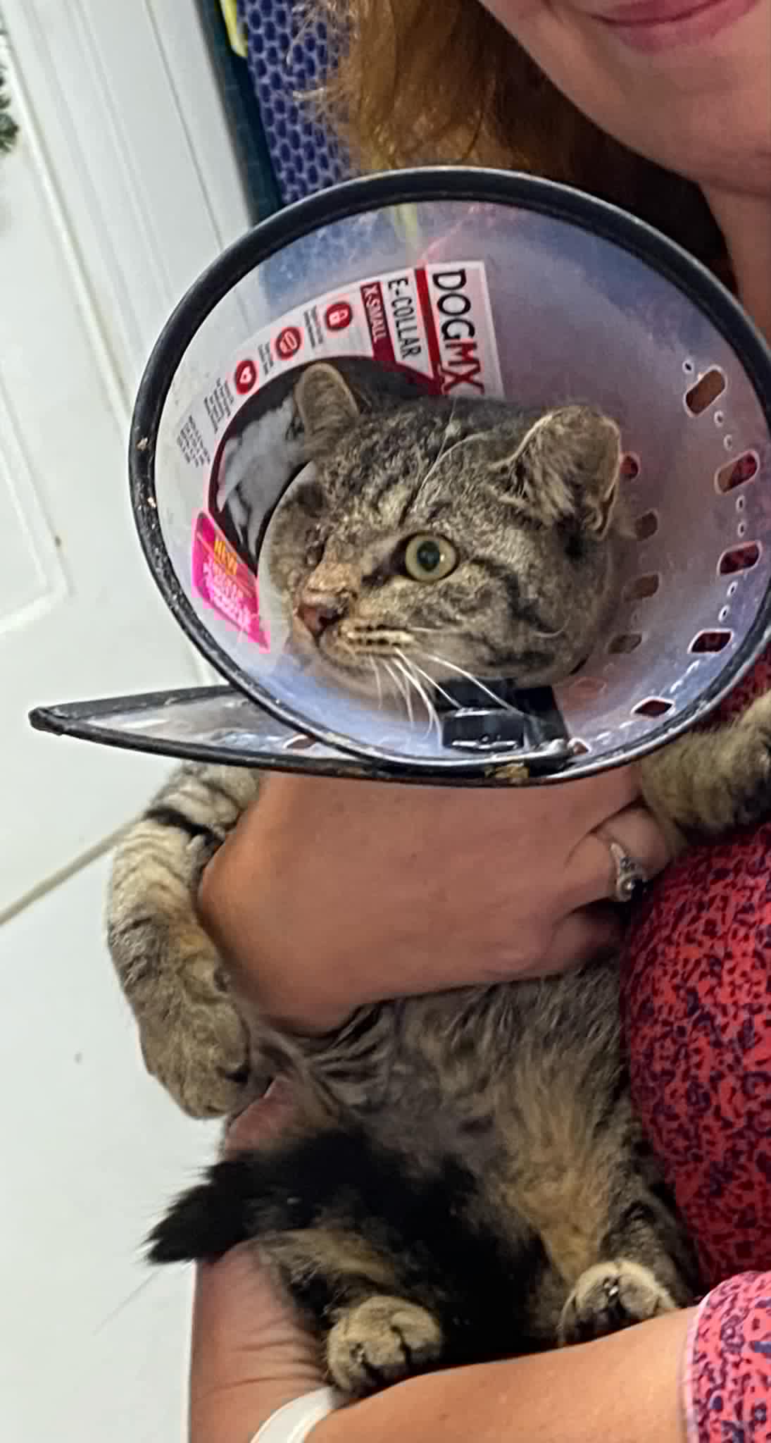 Enlarge Tigs, a Adopted Domestic Short Hair in Keansburg, NJ image 4/6