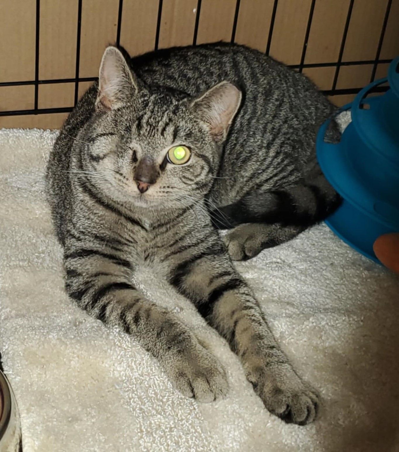 Enlarge Tigs, a Adopted Domestic Short Hair in Keansburg, NJ image 1/6