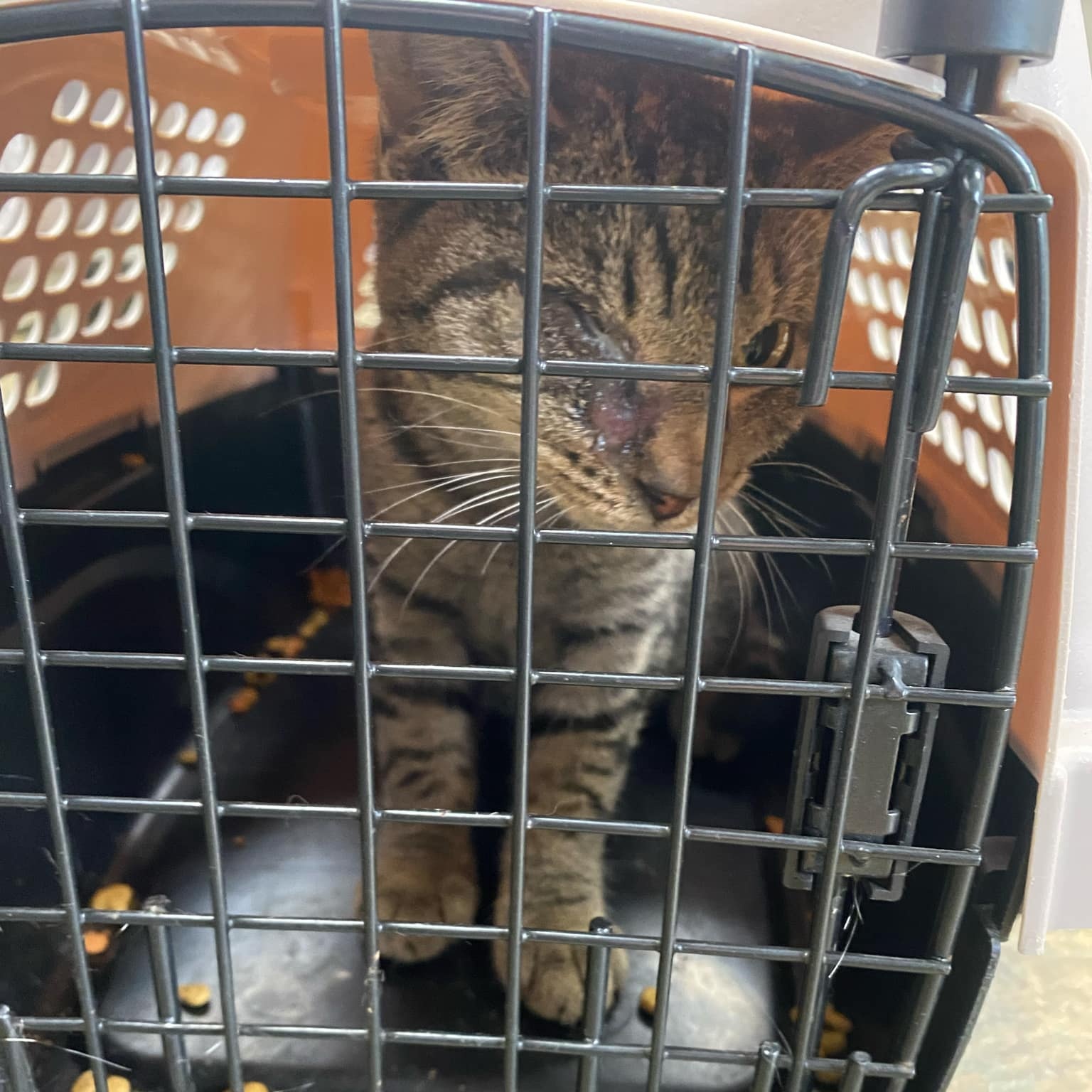 Enlarge Tigs, a Adopted Domestic Short Hair in Keansburg, NJ image 5/6