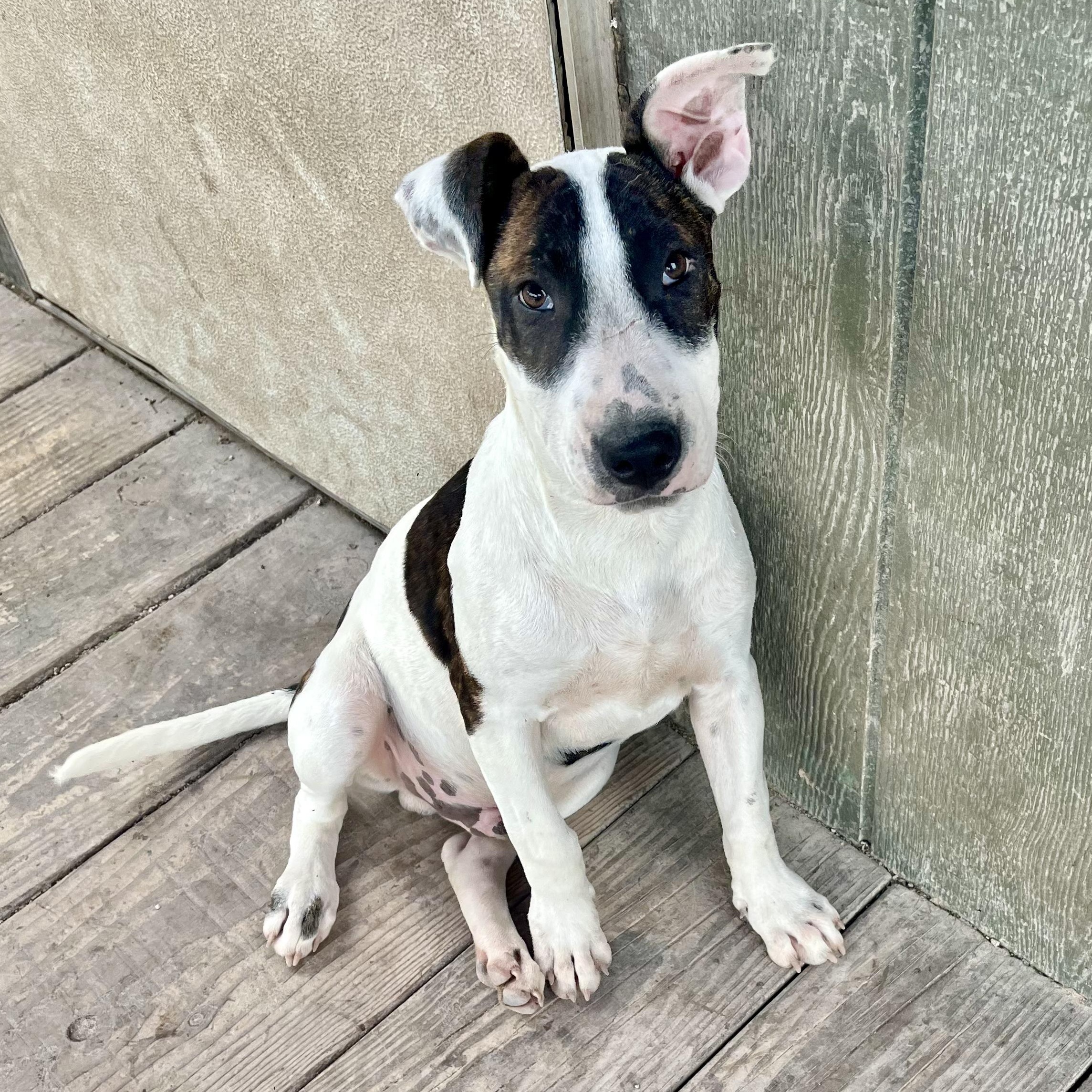 Enlarge Carlos, a ADOPTABLE mixed breed in Boston, MA image 1/5