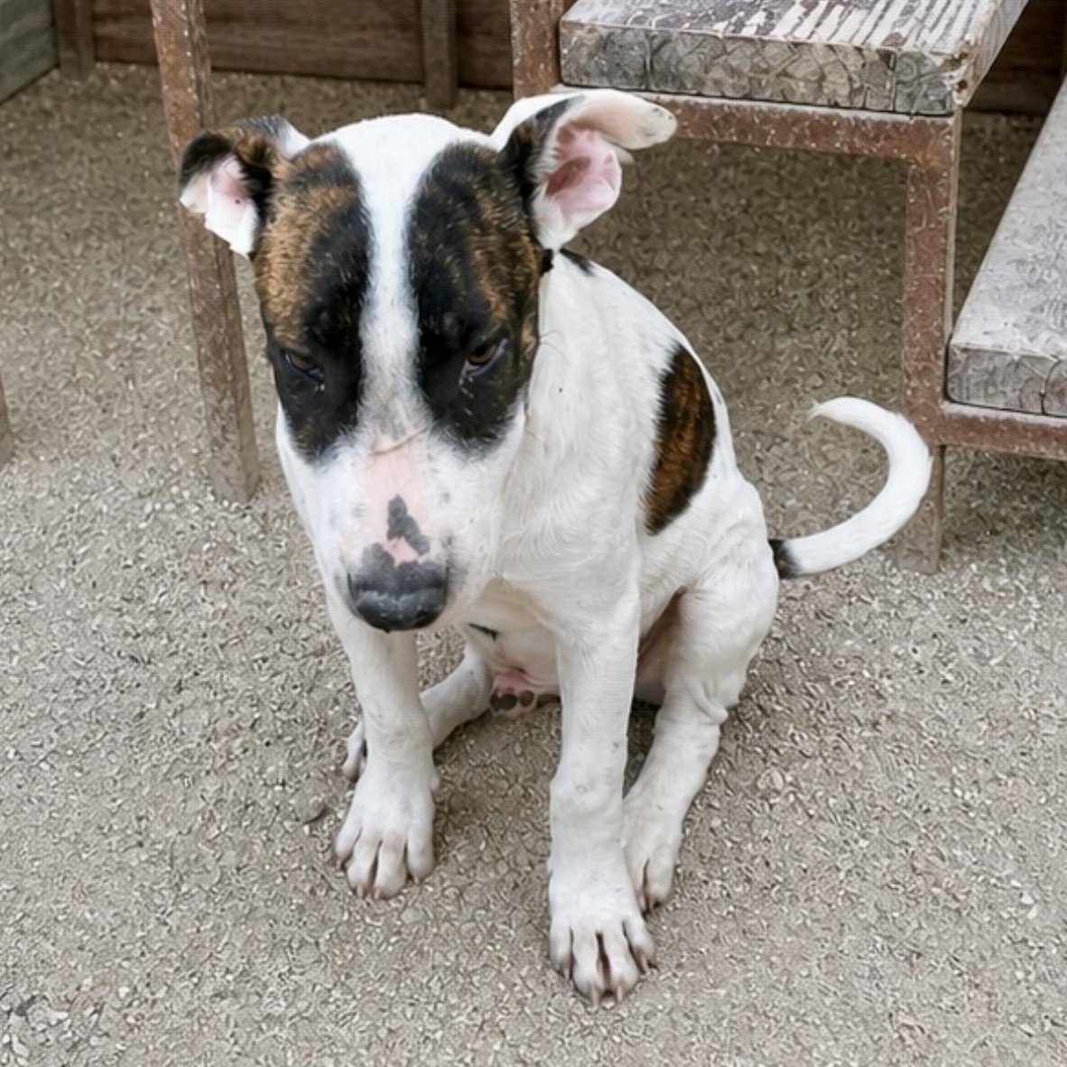 Enlarge Carlos, a ADOPTABLE mixed breed in Boston, MA image 3/5
