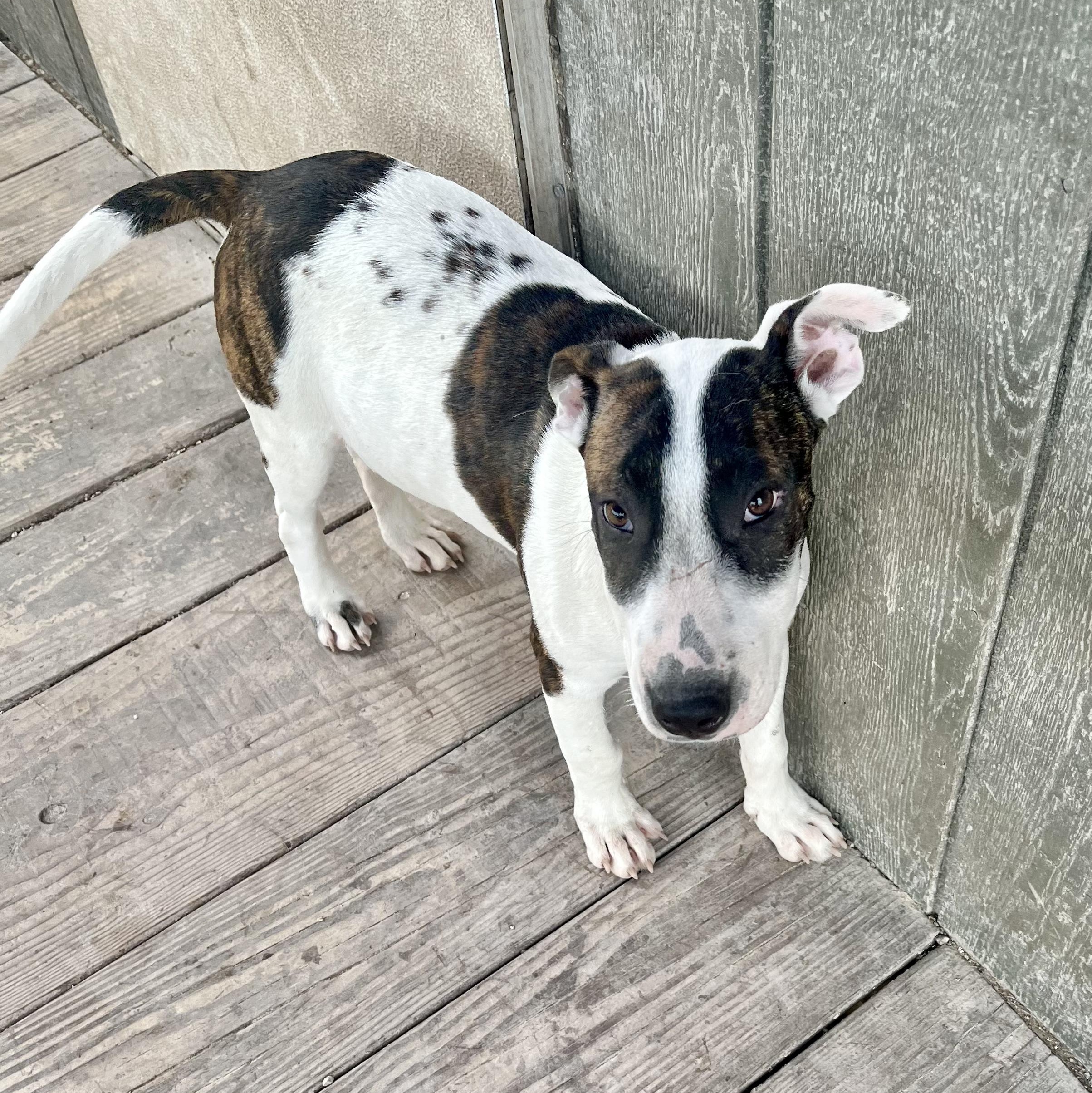 Enlarge Carlos, a ADOPTABLE mixed breed in Boston, MA image 4/5