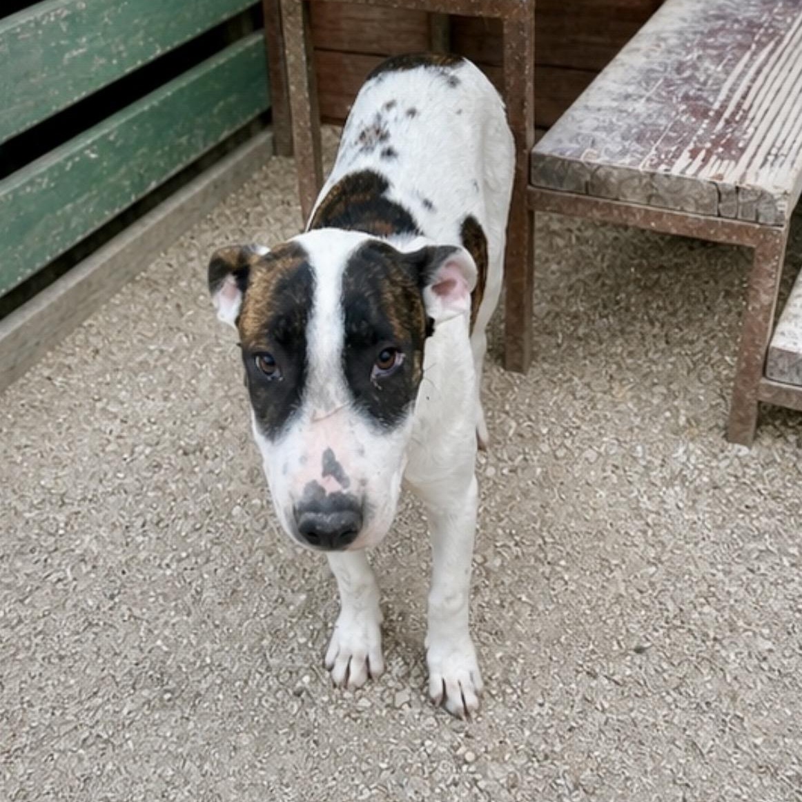 Enlarge Carlos, a ADOPTABLE mixed breed in Boston, MA image 2/5
