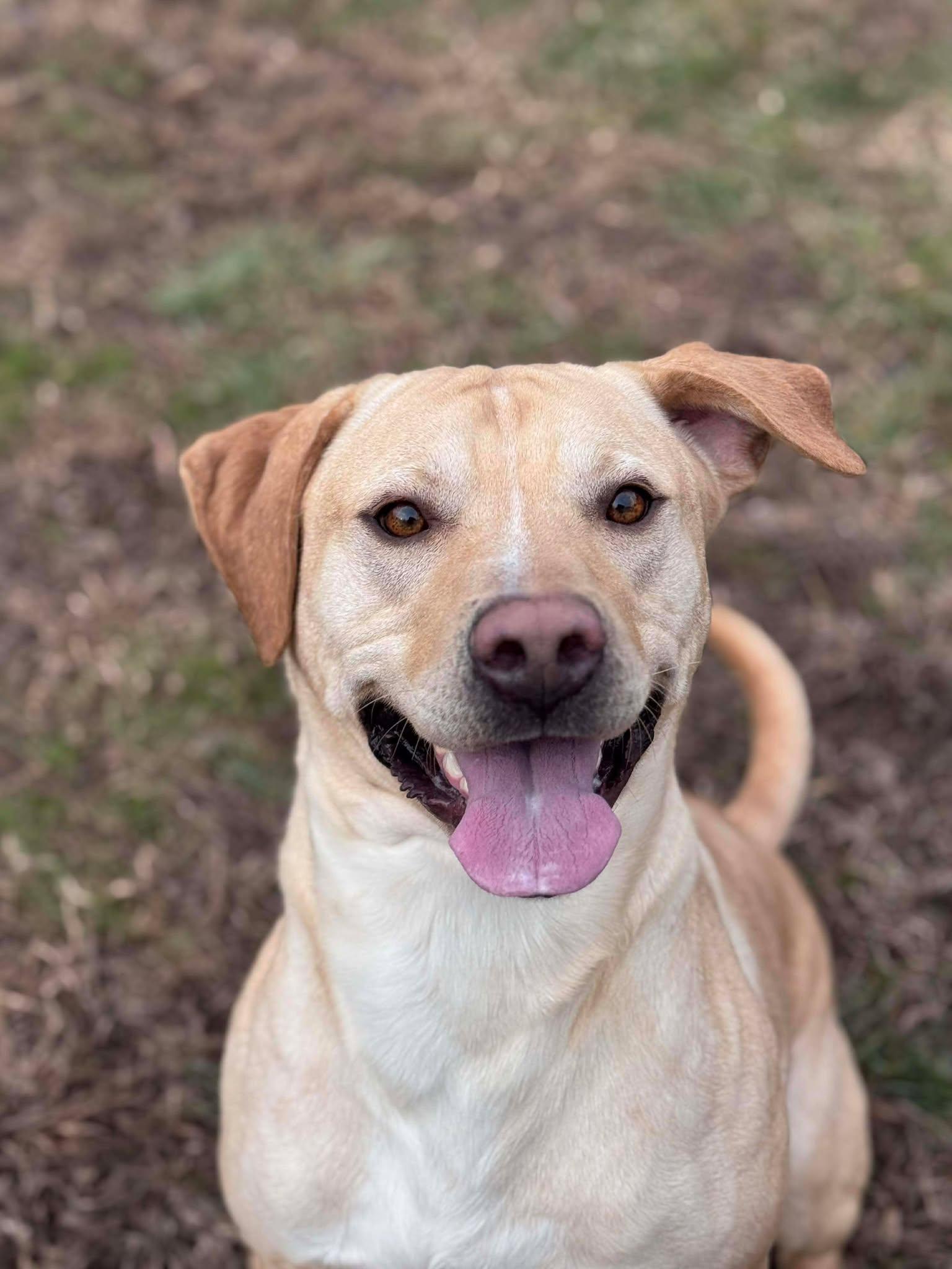 Auster (20251105-01)