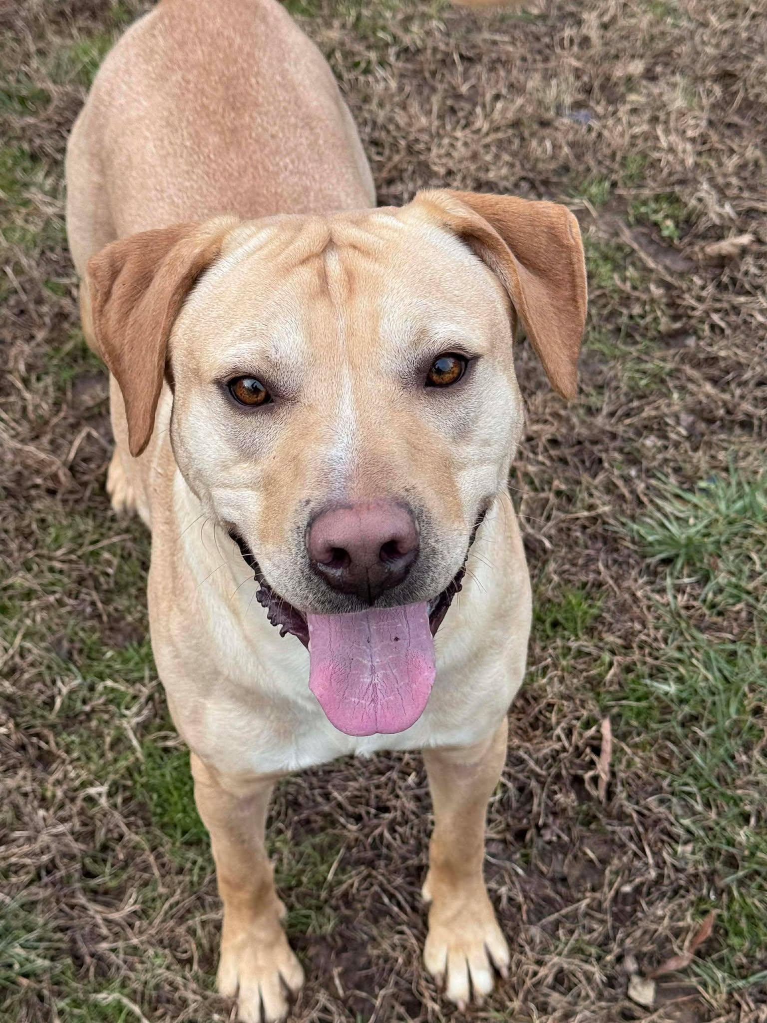 Auster (20251105-01) — thumbnail 2