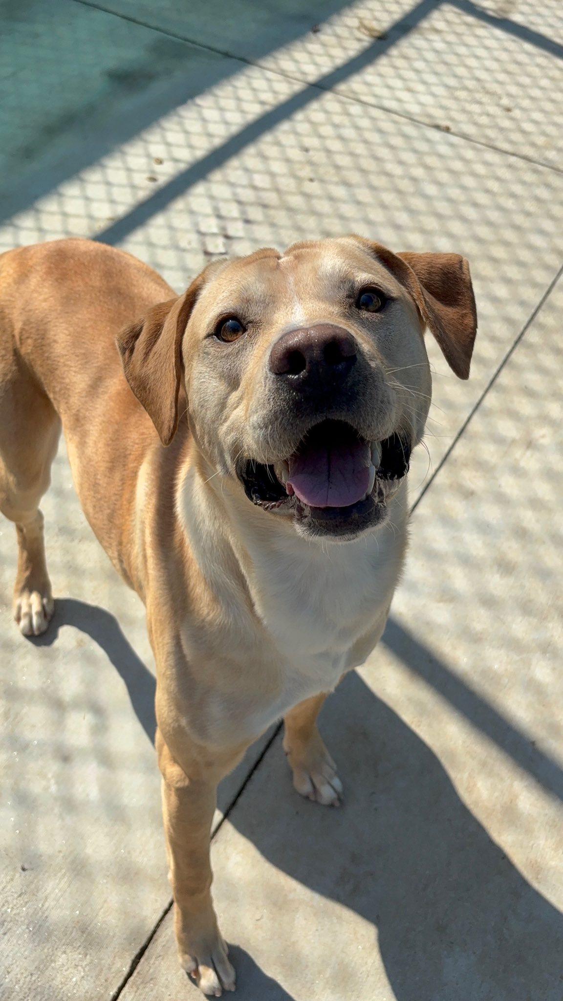 Auster (20251105-01) — thumbnail 3