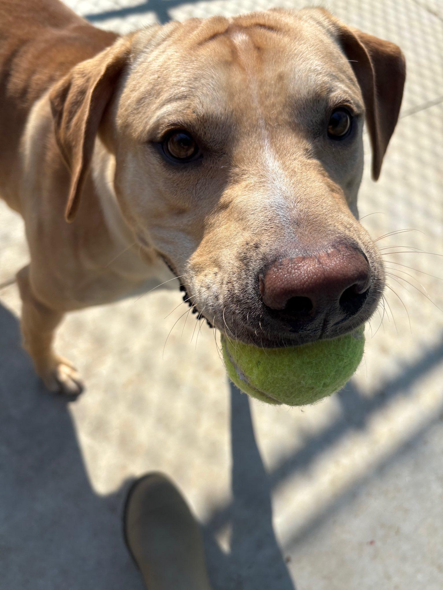 Auster (20251105-01) — thumbnail 4