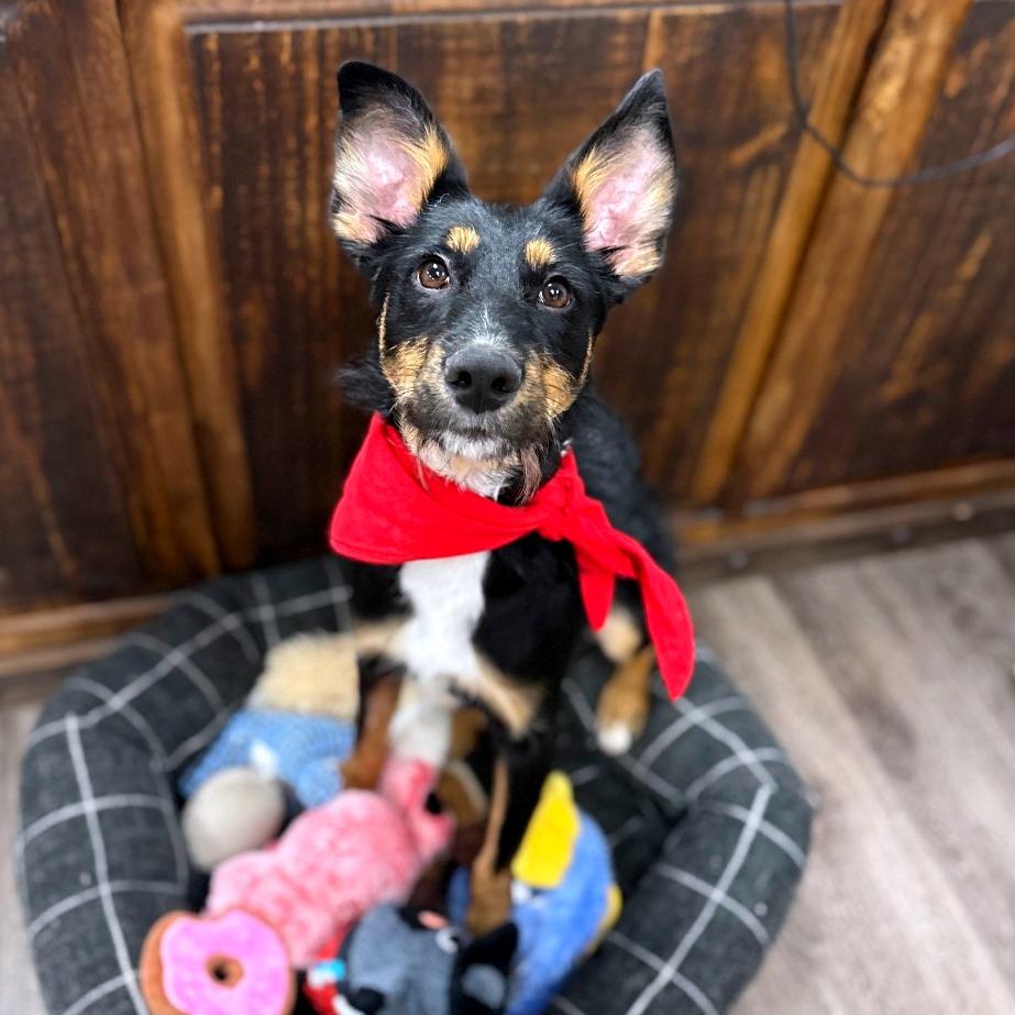 Duchess, Adoptable, Young Female Shepherd & Mixed Breed.