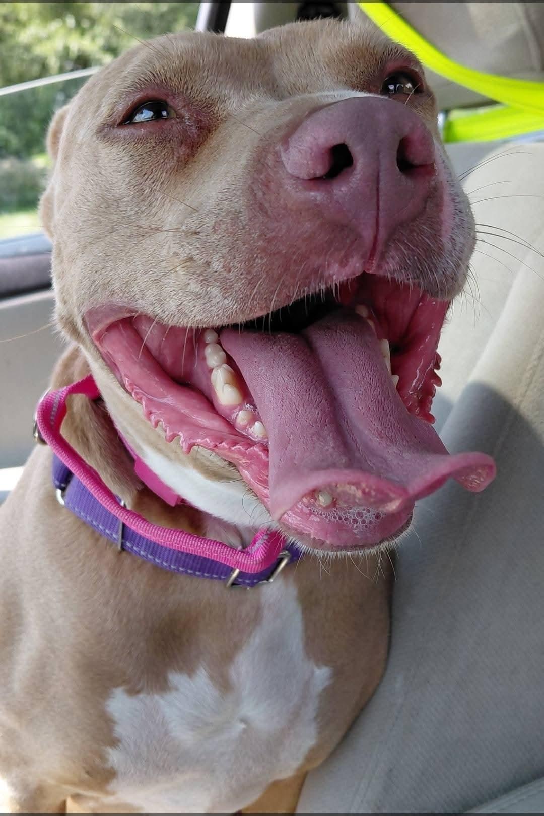 ANNA, a Adoptable American Staffordshire Terrier image 2/6