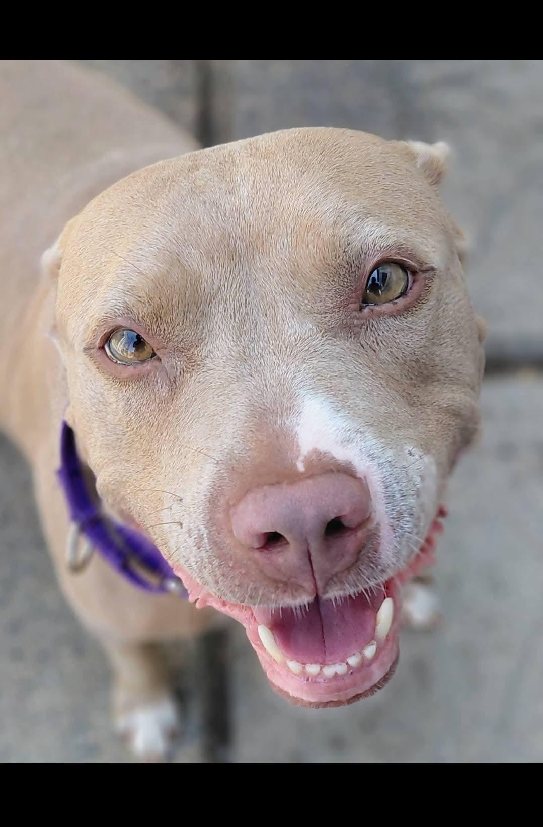 ANNA, Adoptable, Young Female American Staffordshire Terrier.