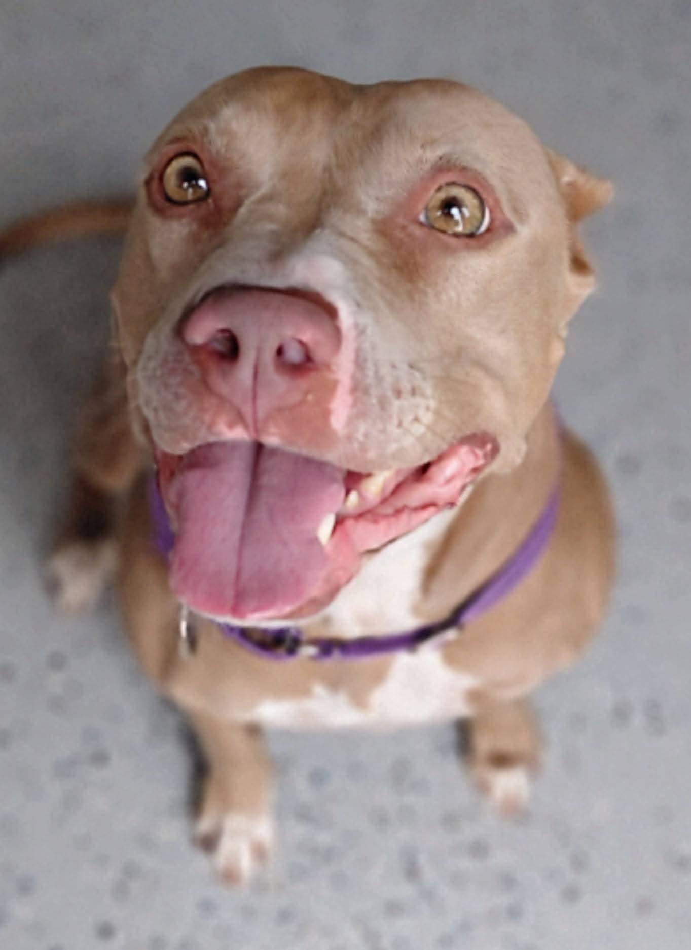 ANNA, a Adoptable American Staffordshire Terrier image 6/6