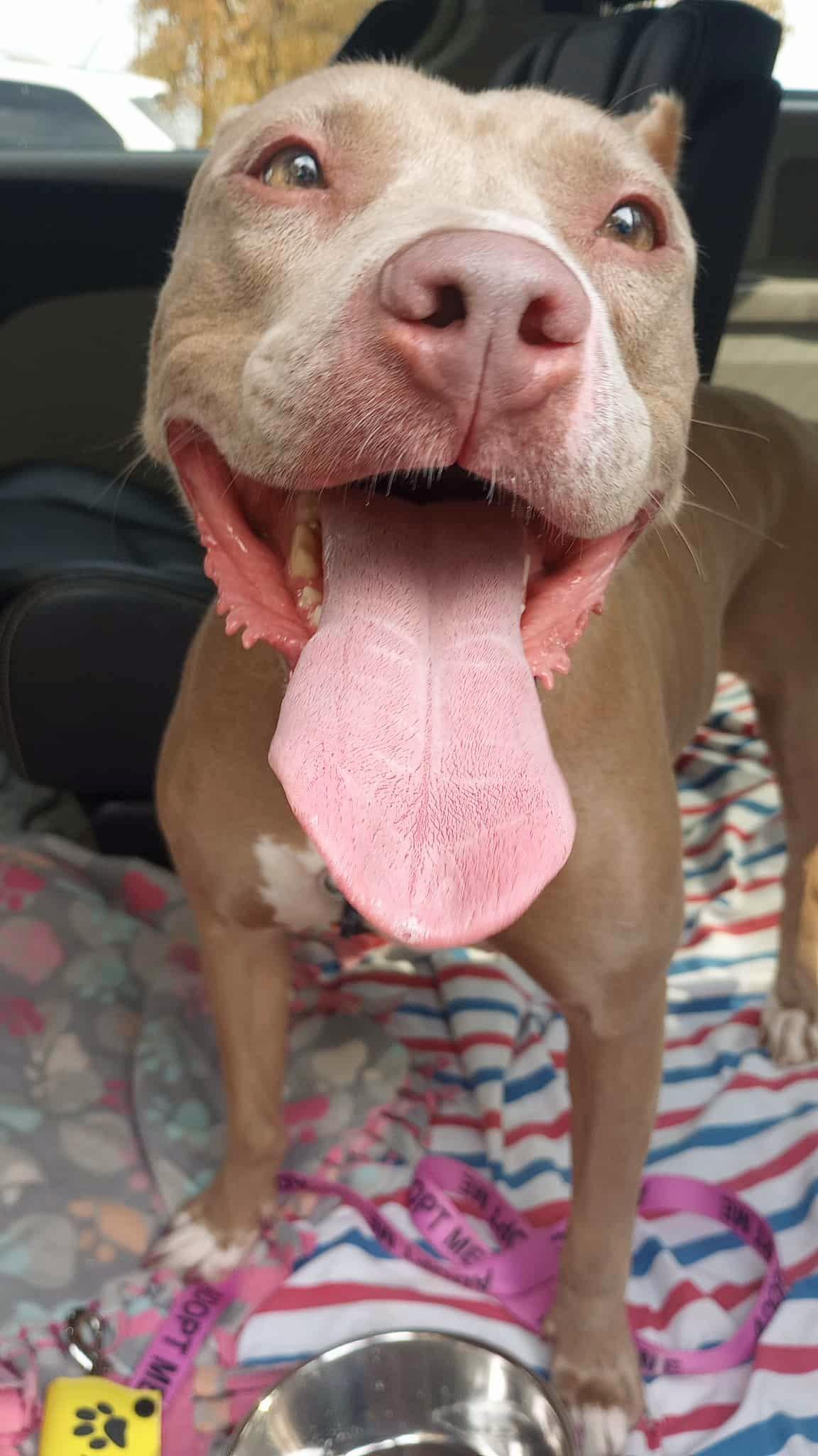 ANNA, a Adoptable American Staffordshire Terrier image 4/6