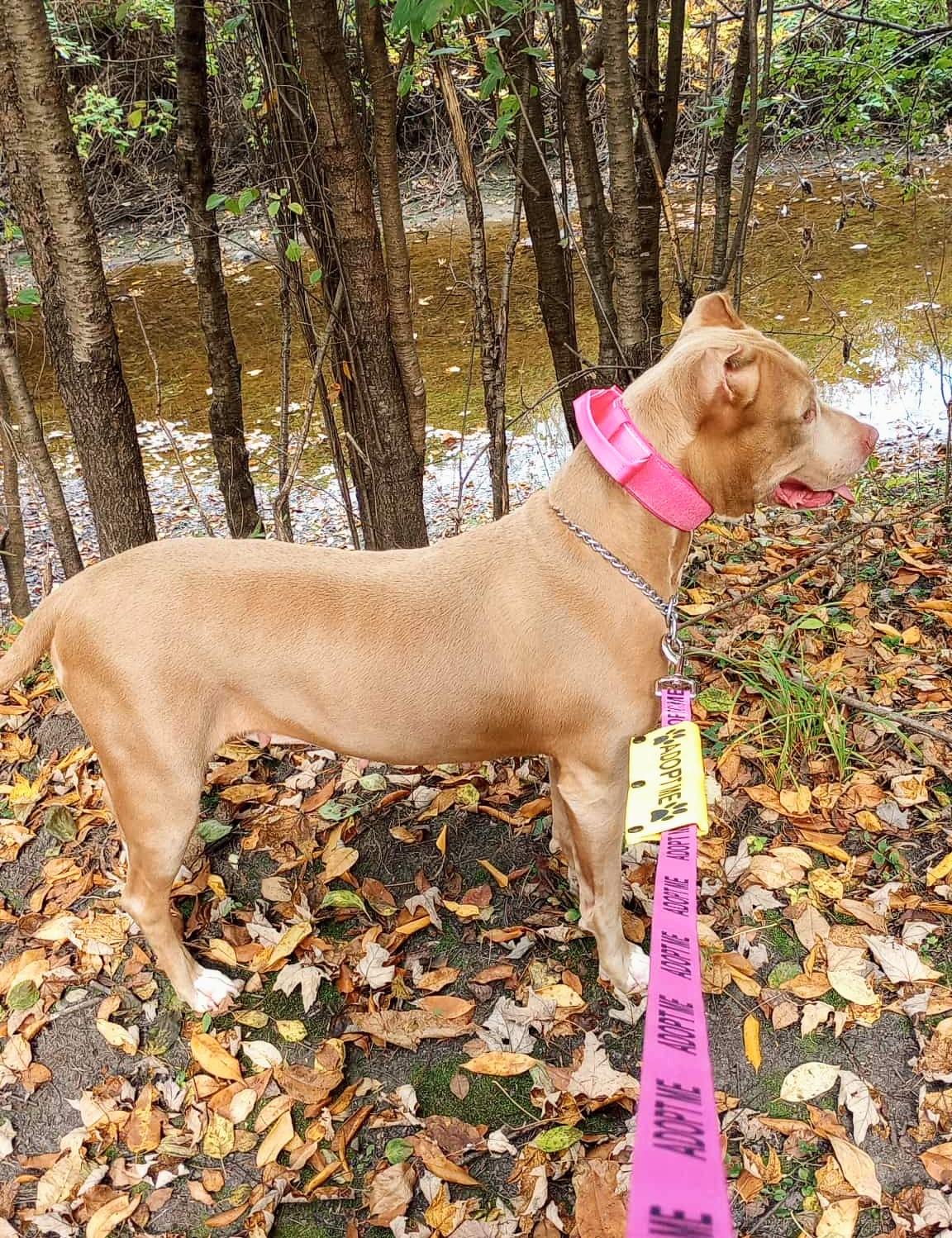 ANNA, a Adoptable American Staffordshire Terrier image 3/6