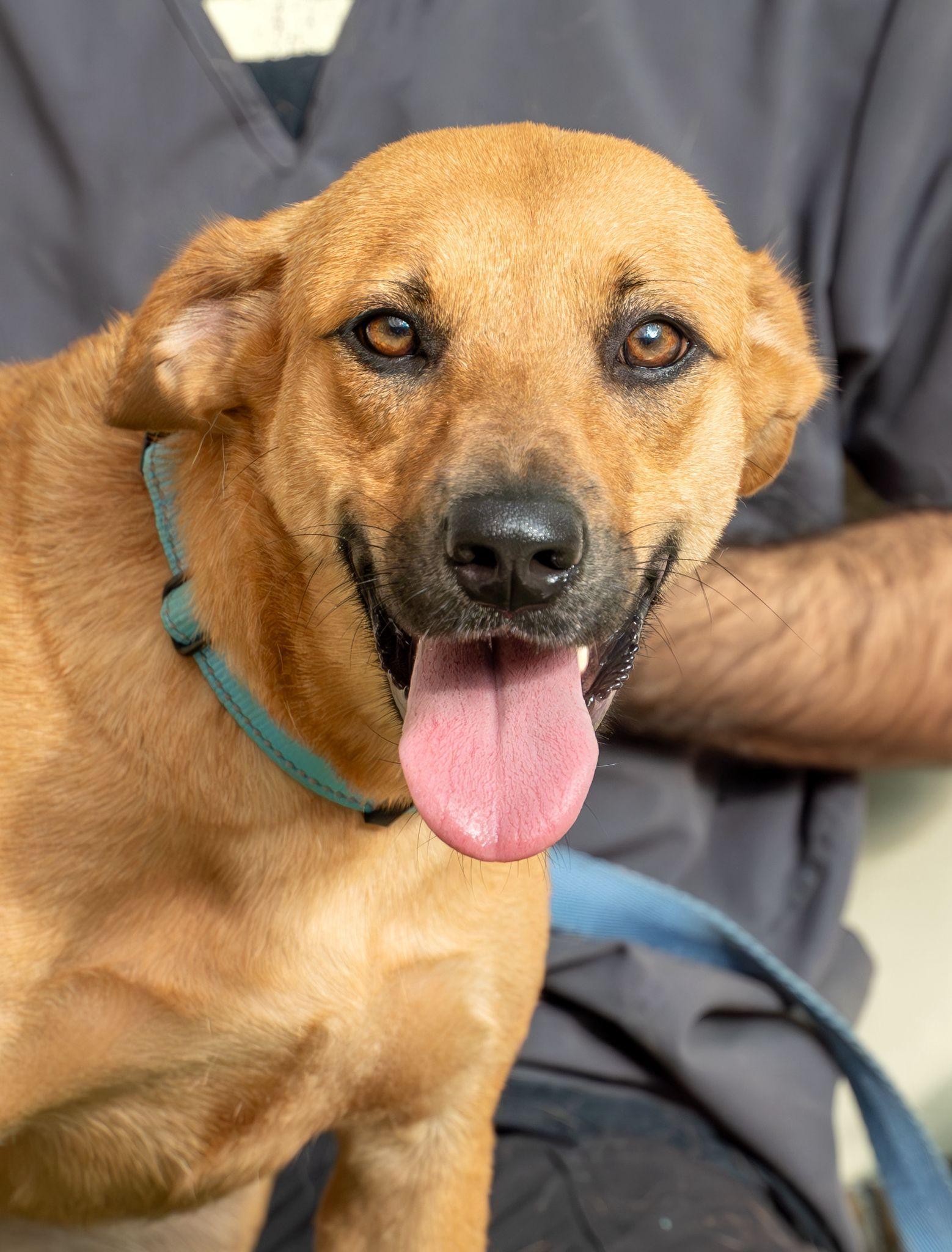 Enlarge Honey, a ADOPTABLE mixed breed in Elwood, NJ image 2/2