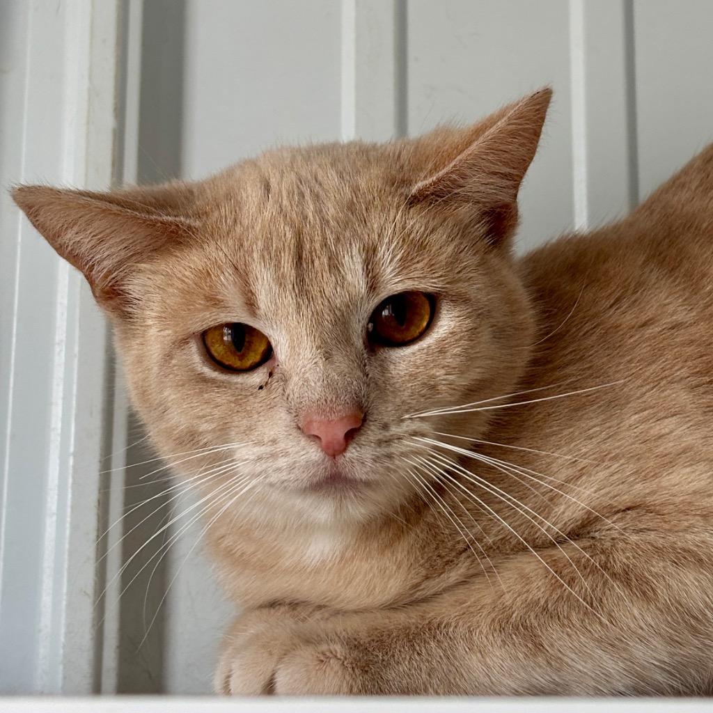 Aspen, Adoptable, Young Female Domestic Short Hair.