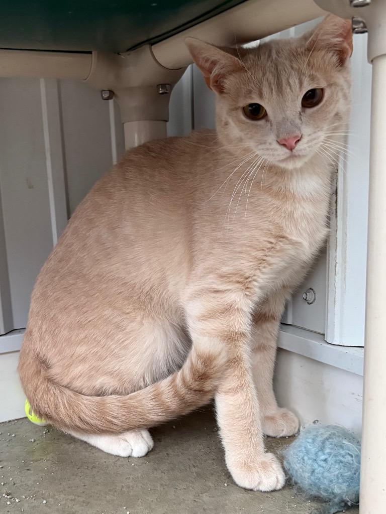 Enlarge Aspen, a Adoptable mixed breed in Hartford City, IN image 2/3