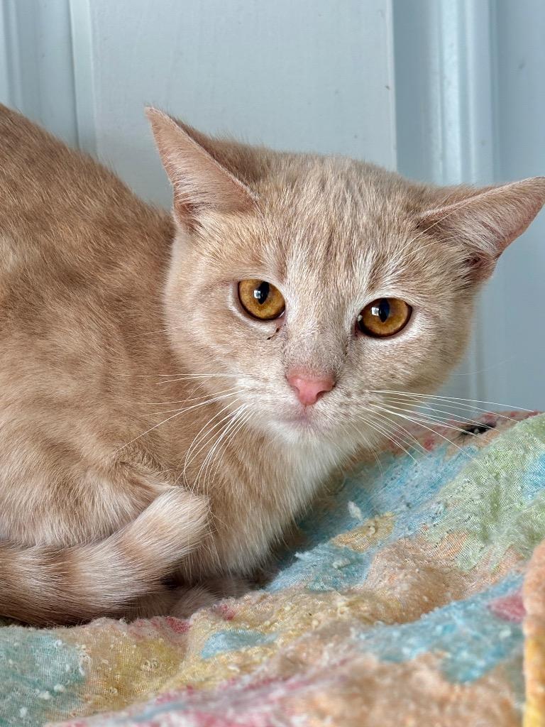 Enlarge Aspen, a Adoptable mixed breed in Hartford City, IN image 3/3