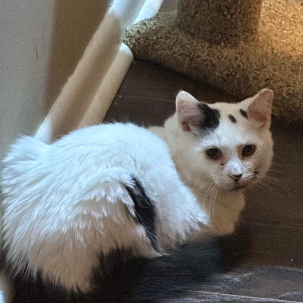 Cat for adoption Corbin, a Domestic Short Hair in Medina, OH Petfinder